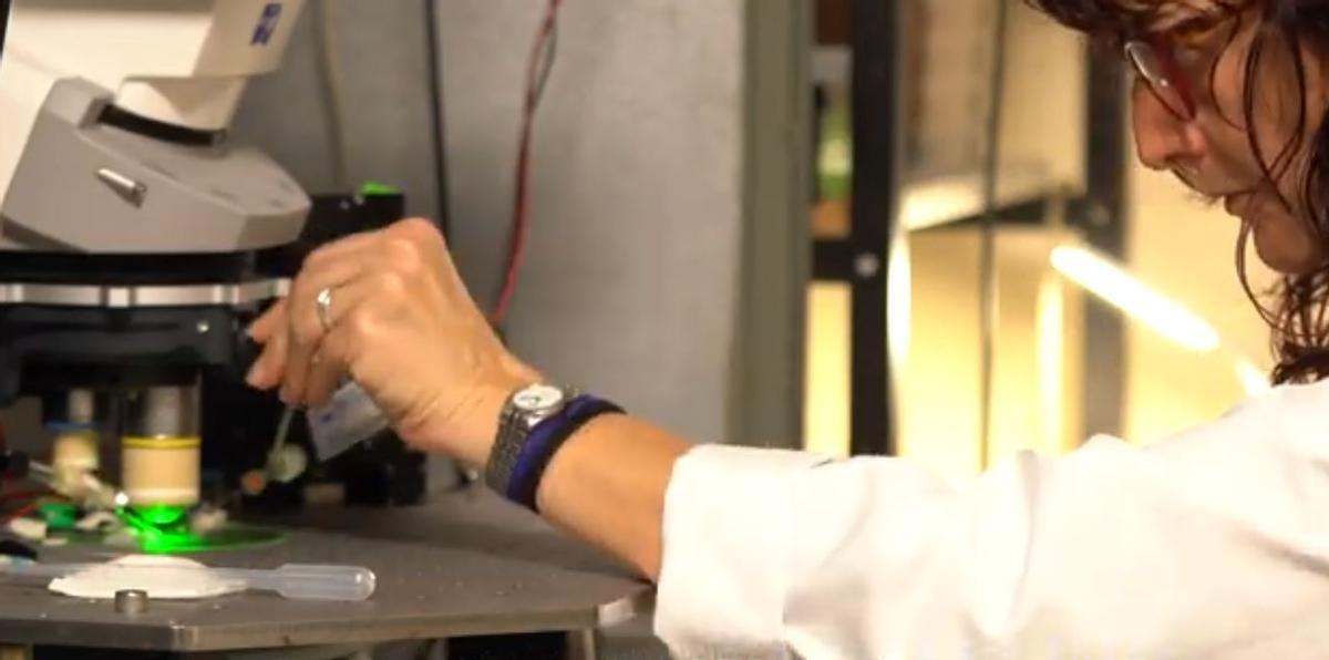 El estudio sugiere que esta vía de liberación mantiene un nivel basal de oxitocina que prepara al cerebro para responder adecuadamente a los estímulos sociales