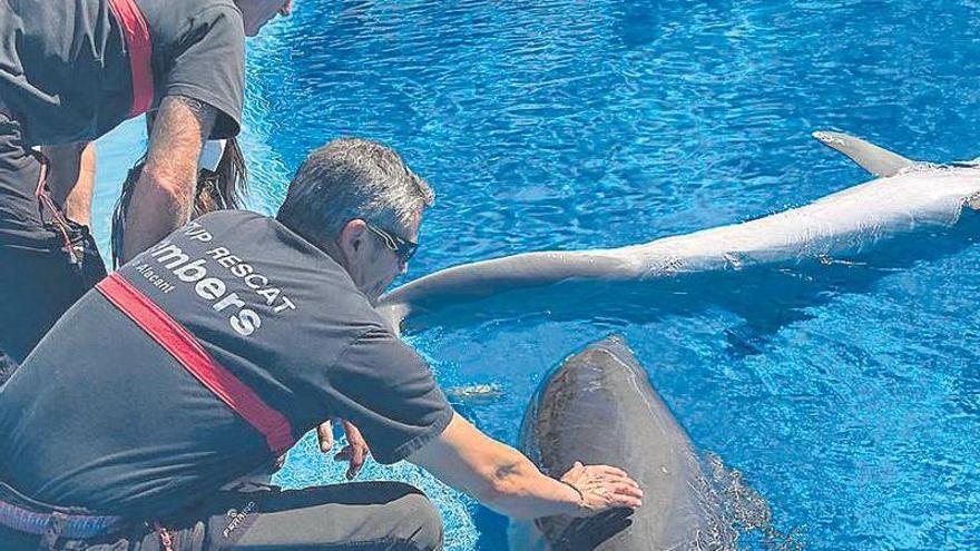 bomberos que también salvan delfines