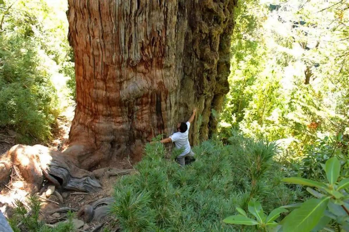 'Gran Abuelo', en el parque nacional Alerce Costero, en Chile.