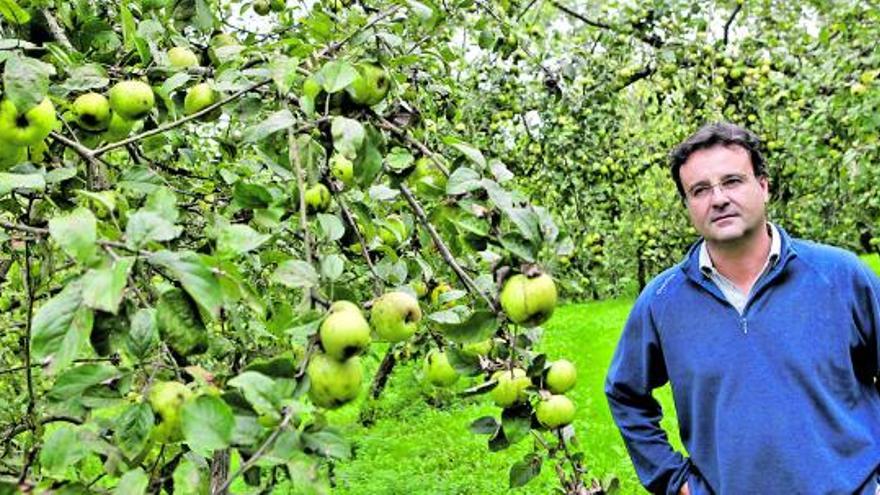 Manuel Riestra, propietario de Sidra Muñiz, en una de sus pomaradas, en Tiñana (Siero). | ángel González