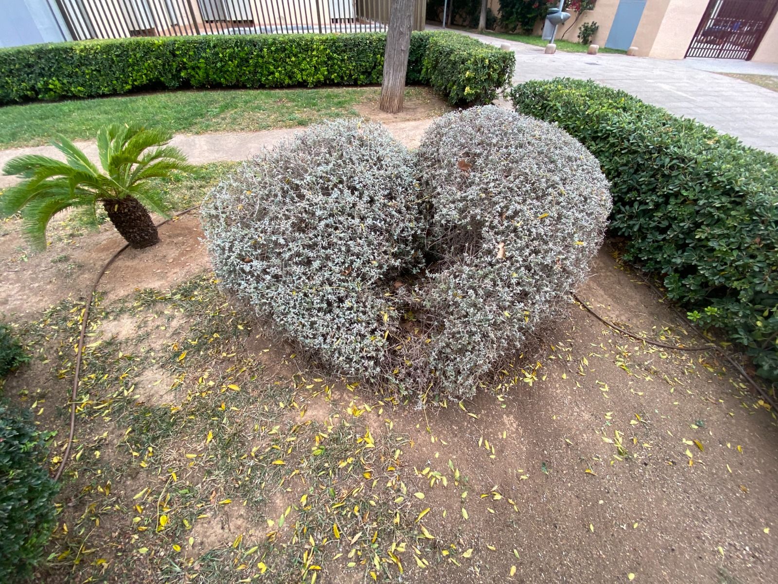 FOTOS: Así era el jardín de los dragones de Palma, en Nou Llevant, y este su aspecto de abandono de hoy