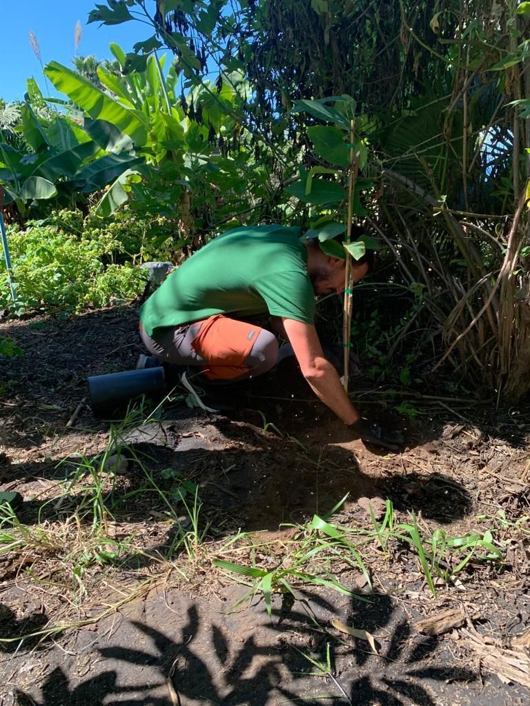 Biofest planta más de un centenar de plataneras y frutales en fincas dañadas por el volcán de La Palma