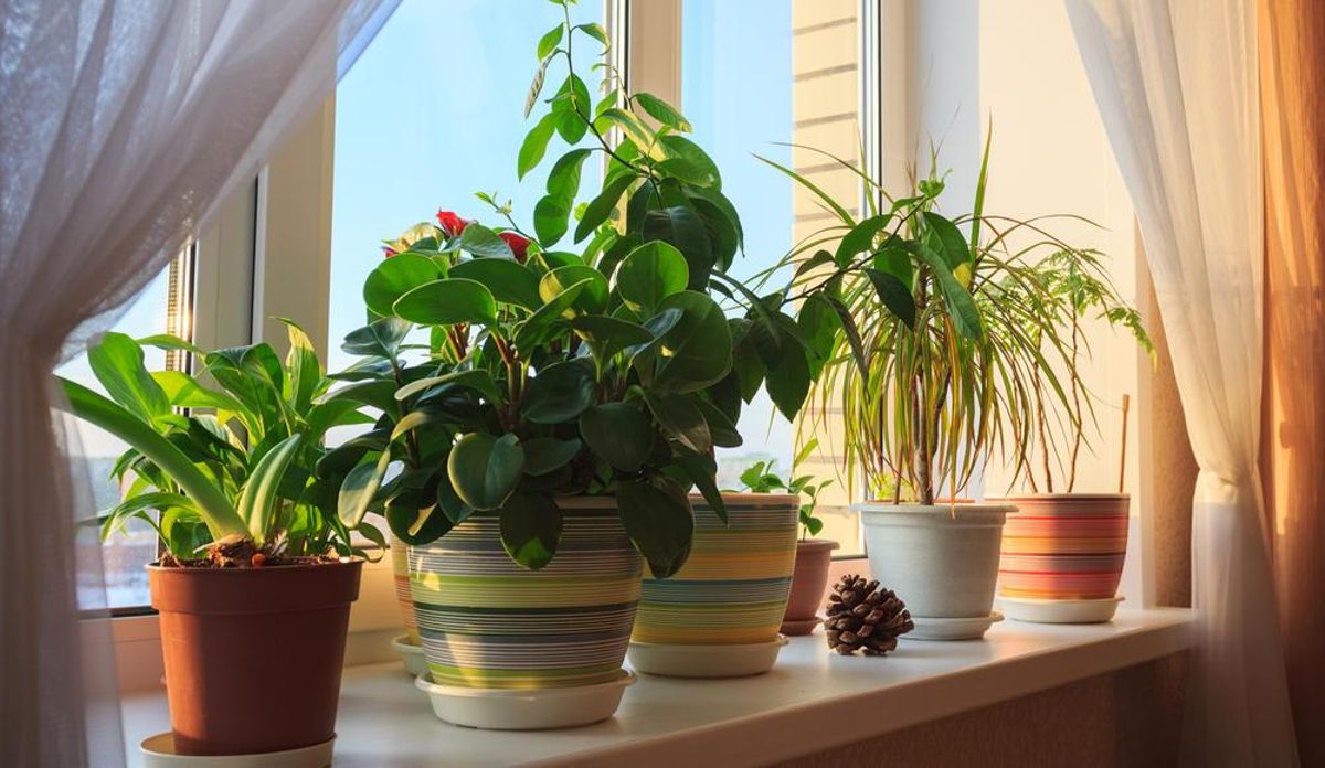 La ubicación de las plantas es vital para su bienestar.