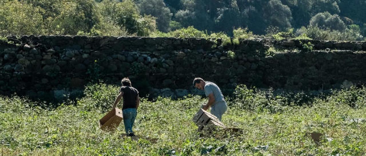 Imagen de archivo de agricultores en una finca de zanahorias en Las Palmas de Gran Canaria.