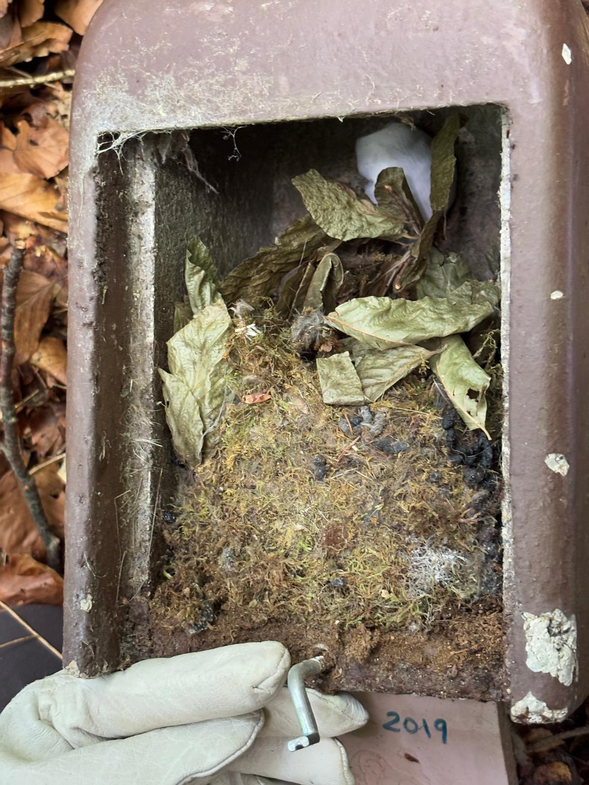 Caixa niu ocupada per liró gris