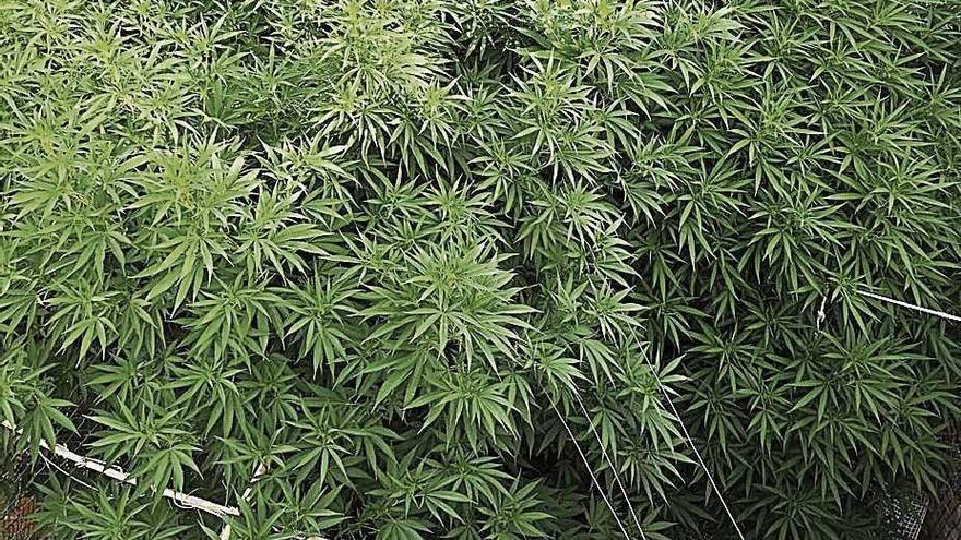 Plantas de marihuana intervenidas a los acusados.