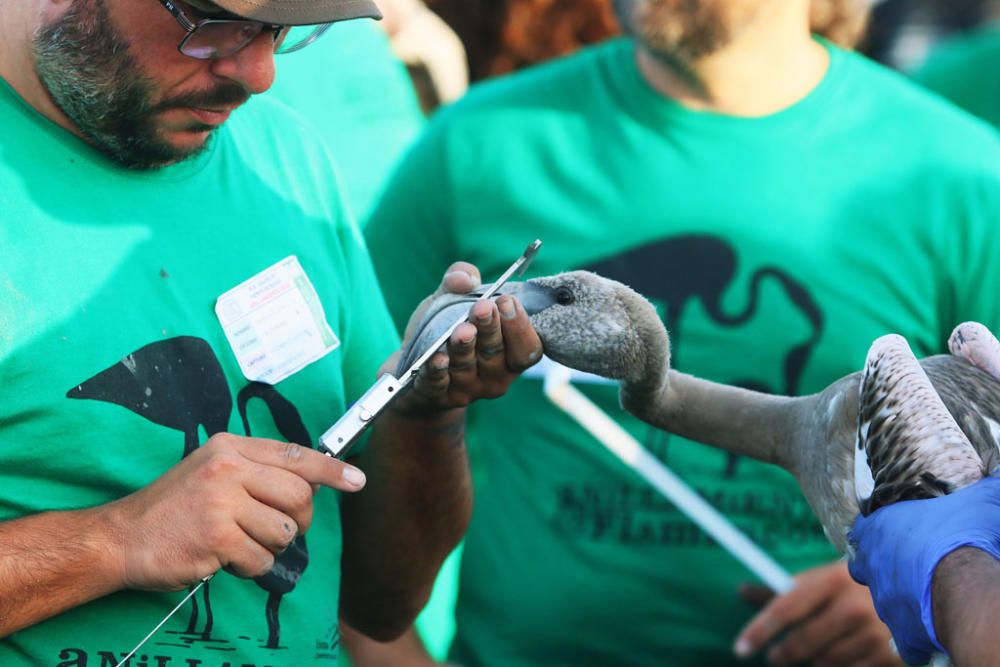 Unos seiscientos pollos de flamenco han sido anillados este sábado por voluntarios procedentes de toda España en la Reserva Natural Laguna de Fuente de Piedra,, actividad con la que la Junta realiza el seguimiento individual de estas aves y estudia diferentes aspectos de la biología de esta especie.