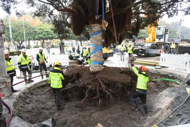 El metrosidero del Obelisco ya se encuentra en su nueva ubicación