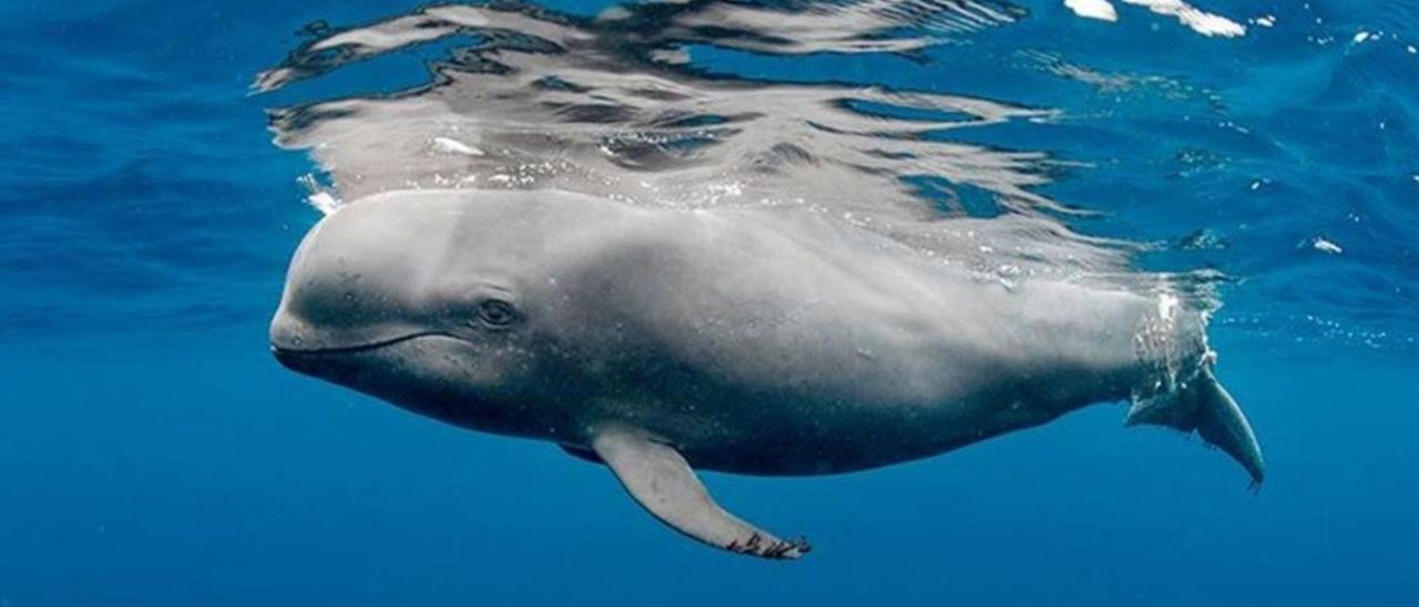 Un cachalote en el océano. Los cachalotes son las especies que sufren más varamientos por colisión en las Islas.