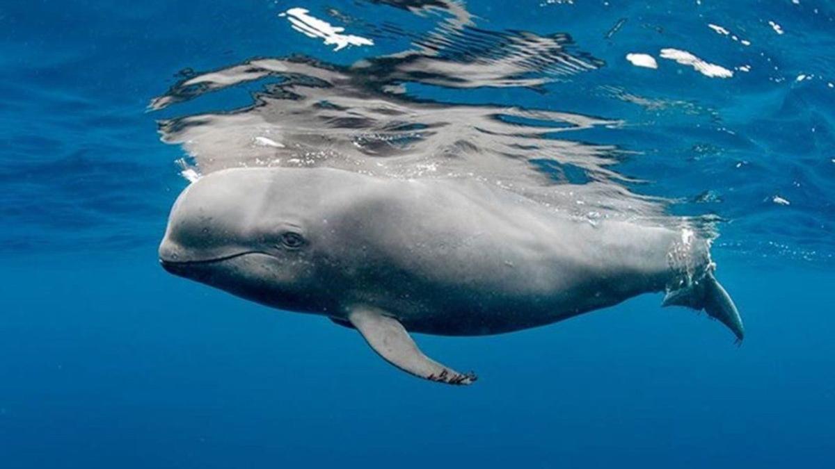 Un cachalote en el océano. Los cachalotes son las especies que sufren más varamientos por colisión en las Islas.