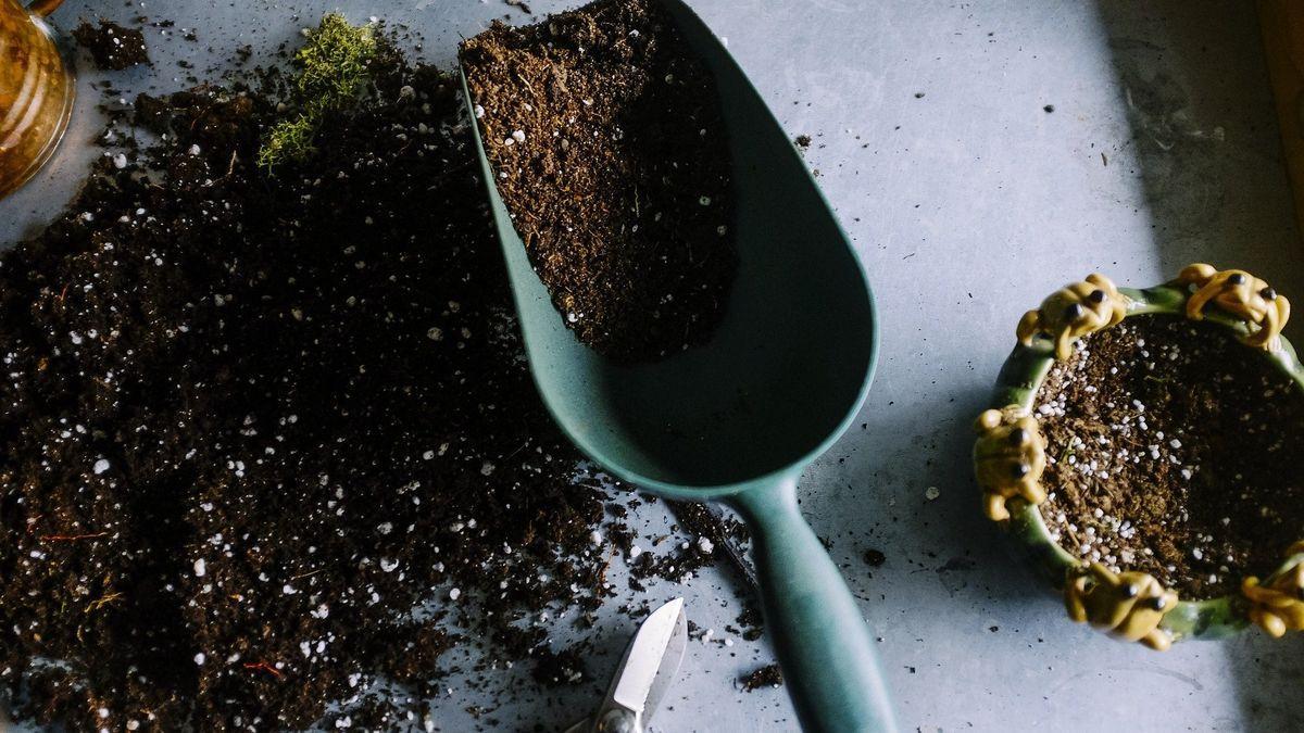 Trucos para cuidar tus plantas con vinagre, un remedio natural y ecológico