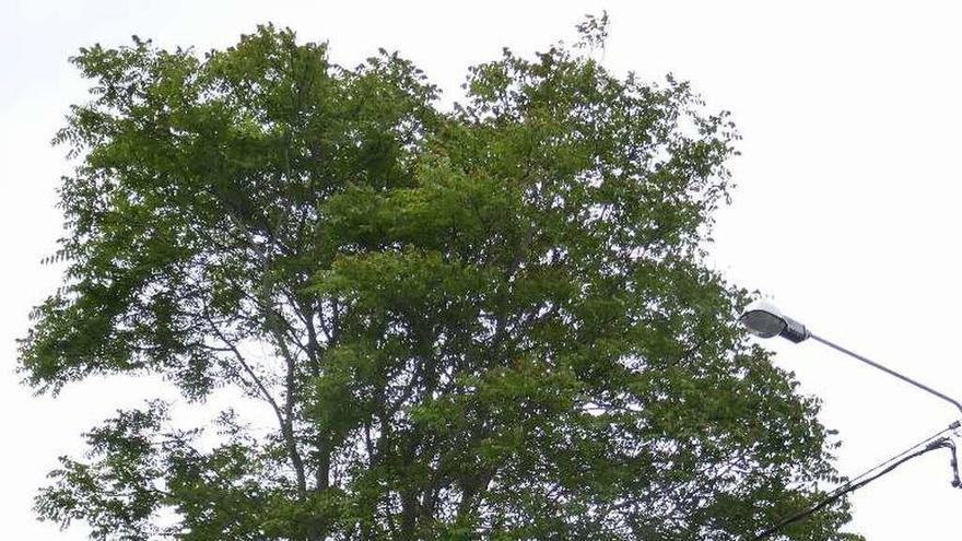 El árbol de Dios y la marquesina debajo, en Breixo.