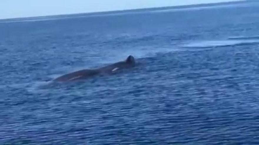 Avistada una ballena entre las aguas de Lanzarote y Fuerteventura