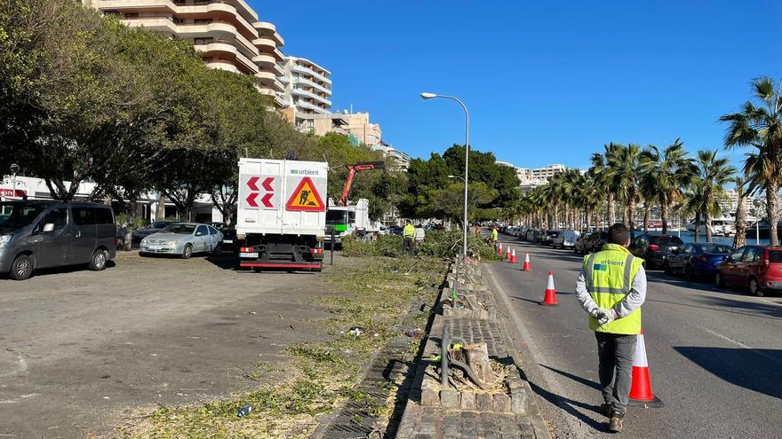 Comienza la tala de árboles por la remodelación del Paseo Marítimo de Palma