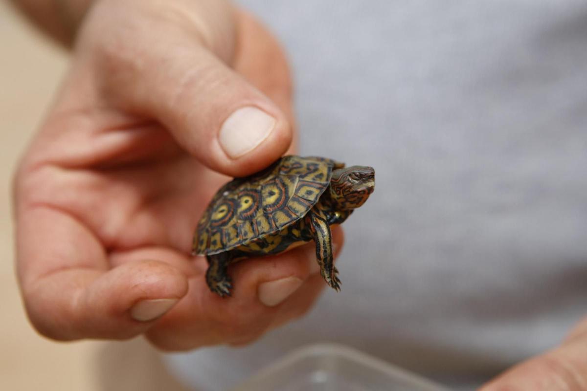 Juzgan a una pareja por tener en Mallorca el mayor criadero ilegal de tortugas de Europa