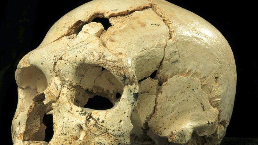 Uno de los cráneos descubiertos en Atapuerca.