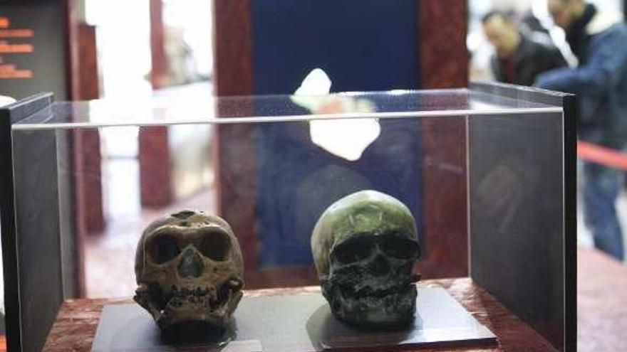 Cráneos de homo sapiens (izq.) y neandertal expuestos en un museo.