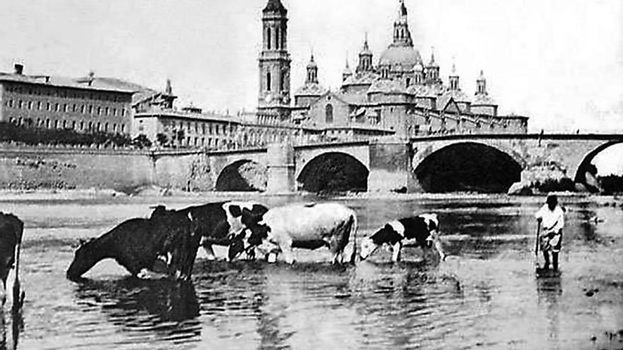 Vacas lecheras holandesas gobernadas por su pastora abrevan en el río Ebro durante época estival a la altura del antiguo Refectorio del convento de San Lázaro integrado en el cuartel del mismo nombre, con el puente de Piedra y el templo del Pilar al fondo en 1910