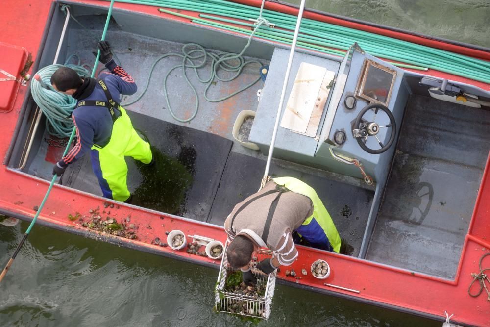 Libre marisqueo bajo el puente de A Illa