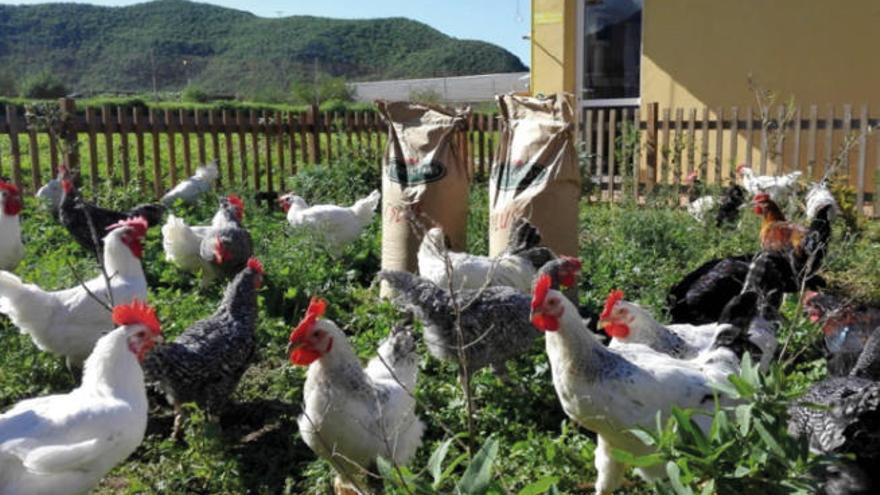 Pollos en la granja experimental del ICIA ubicada El Pico, en la localidad de Tejina, municipio de La Laguna.