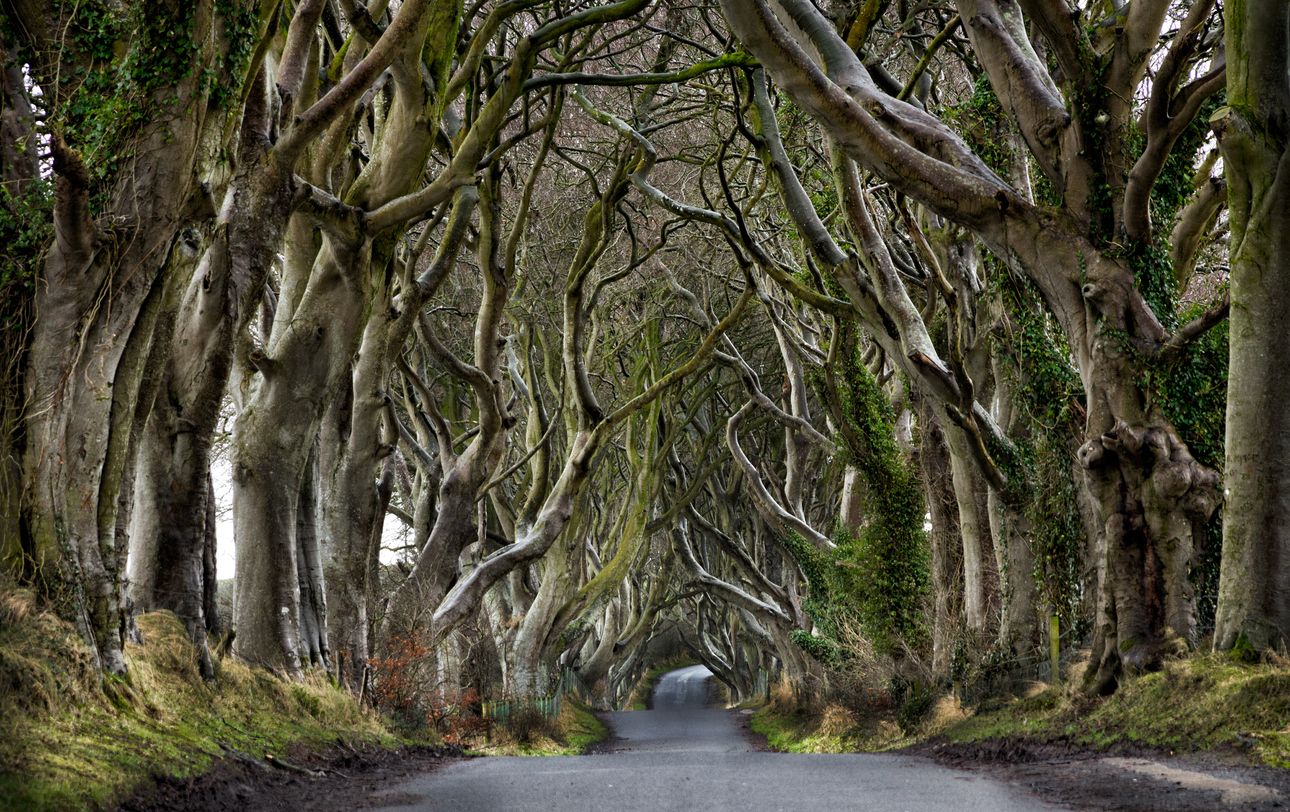 Dark Hedges