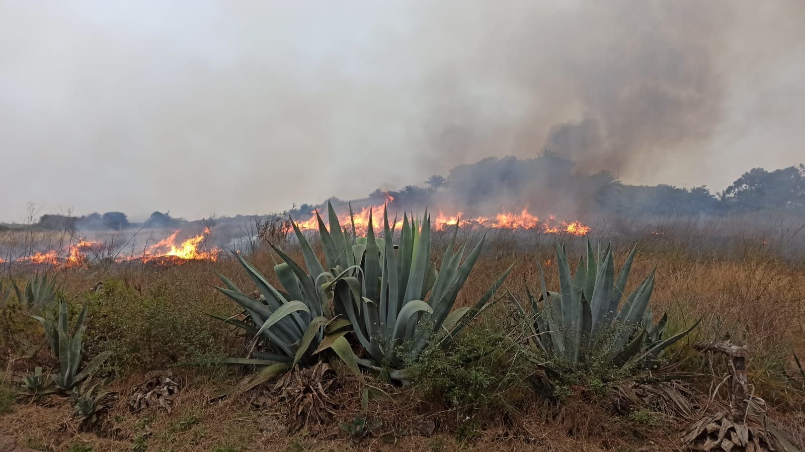 Conato de incendio en Guía, Gran Canaria