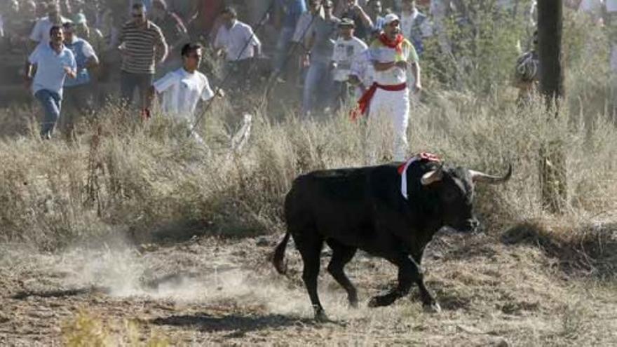 Hoy se celebra la fiesta del Toro de la Vega bajo la polémica