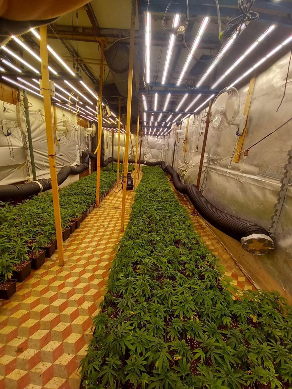 El cultiu interior de marihuana a un casa de Balsareny