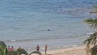 Terror en una playa de Florida por el ataque de un tiburón gigante