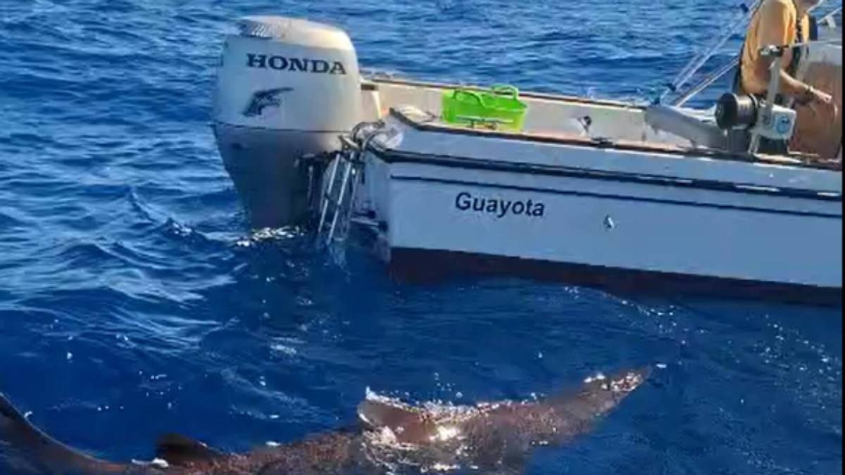 Primer tiburón duende vivo documentado en Canarias