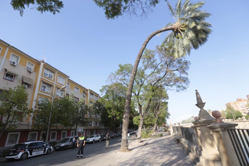 Una fuerte racha de viento hace caer una palmera