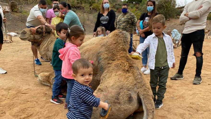 Conocer de cerca a los camellos