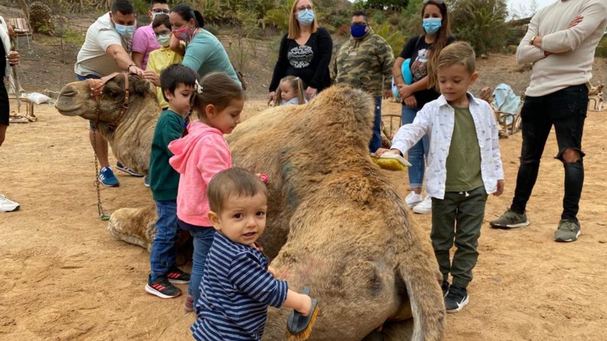 Conocer de cerca a los camellos |