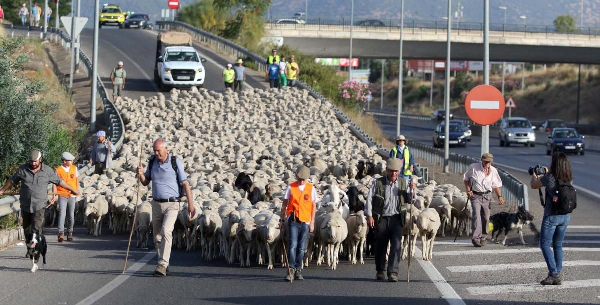 Las ovejas, a su paso por Córdoba