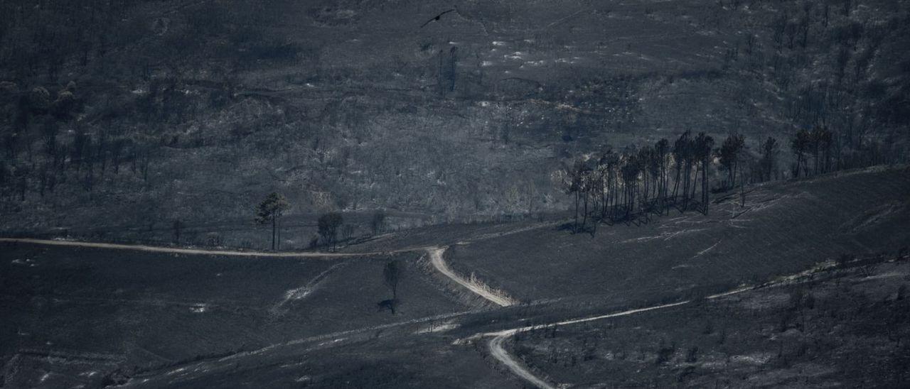 Monte arrasado por el fuego en O Barco de Valdeorras (Ourense). / BRAIS LORENZO