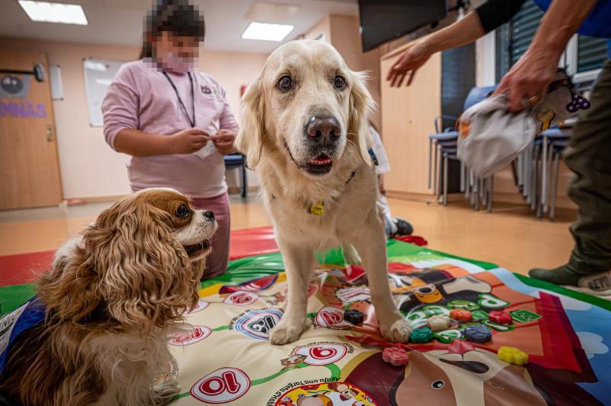 Terapia con perros, en el hospital de día de niños, en el Clínic