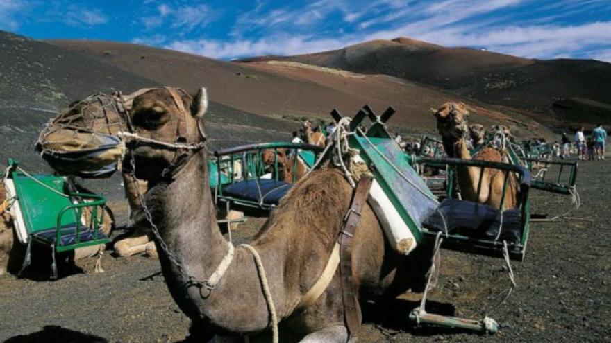 Un conocido diseñador de moda recibe un enorme susto de un camello en Lanzarote