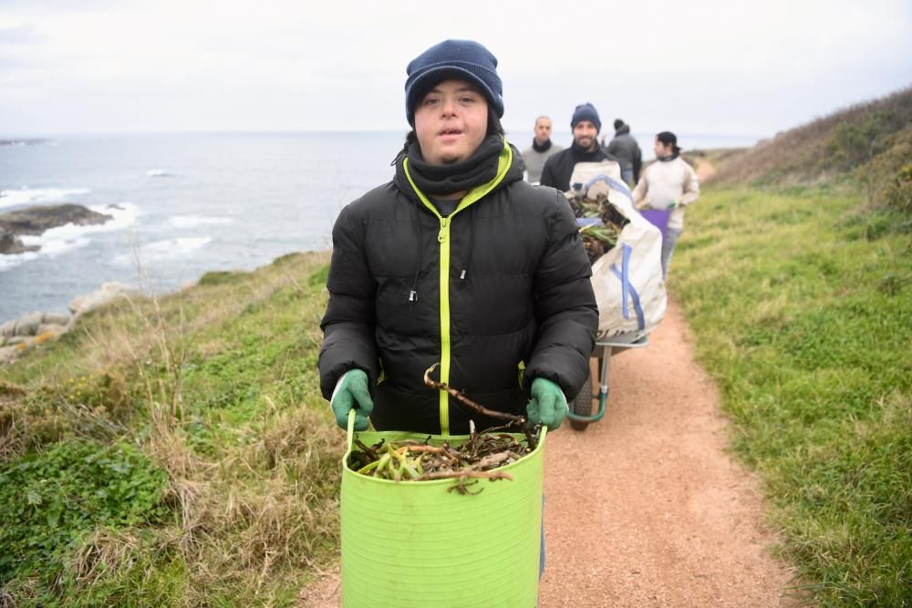 Voluntarios de Down Coruña y Hábitat eliminan plantas invasoras en la Torre de Hércules