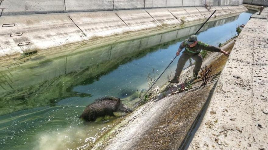 Un agente mediambiental en el momento del rescate del jabalí.