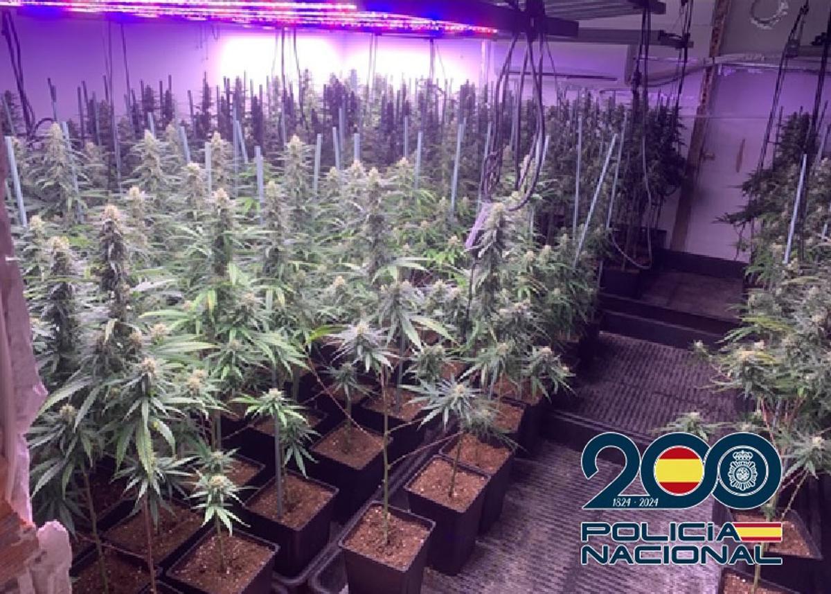 Cultivo indoor de marihuana, descubierto por la Policía Nacional en Vélez-Málaga.