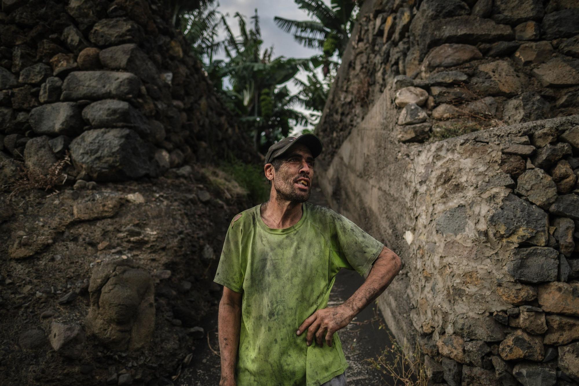 Corte, transporte y empaquetado de plátanos en La Palma