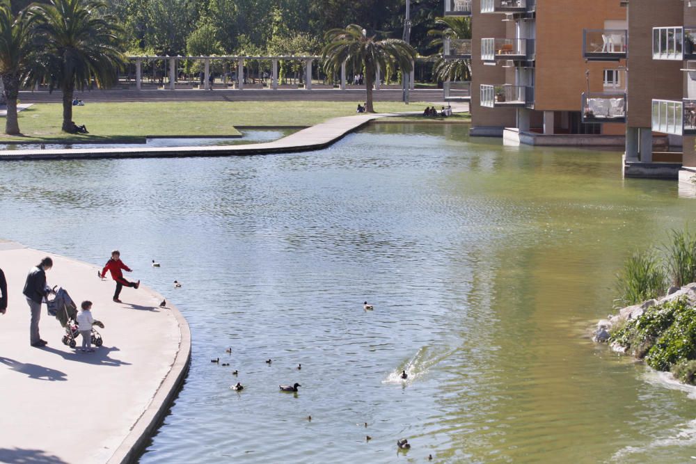 Aigua verda al llac del parc del Migdia