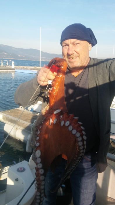 Pulpos colosales salen a flote en las Rías Baixas