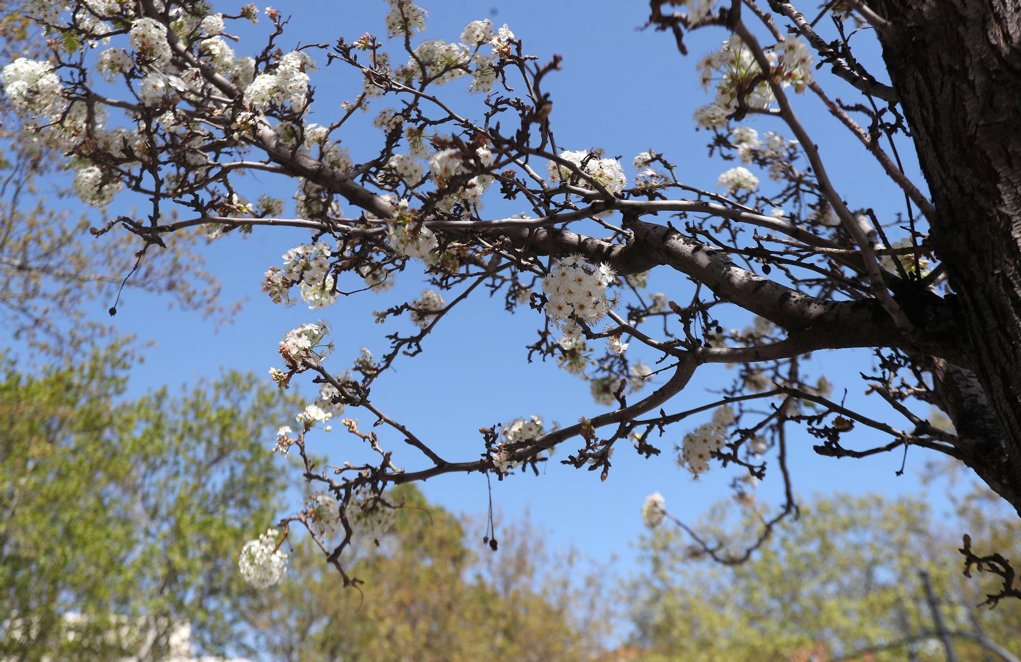 La primavera toma València