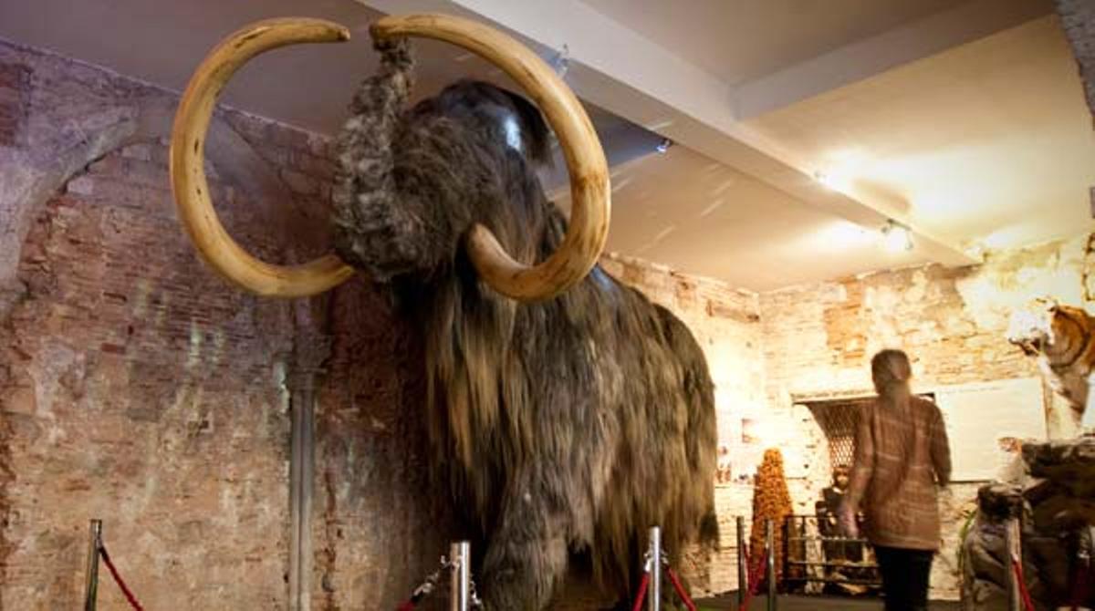 Un repàs a les peces més destacades i curioses del Museu del mamut de Barcelona.