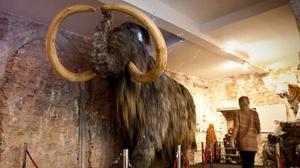 Un repàs a les peces més destacades i curioses del Museu del mamut de Barcelona.