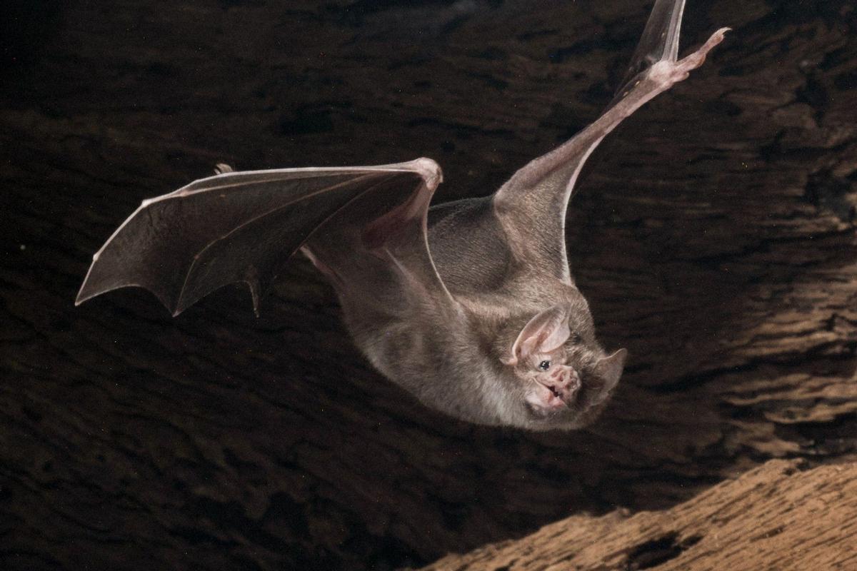 Un murciélago vampiro común en vuelo
