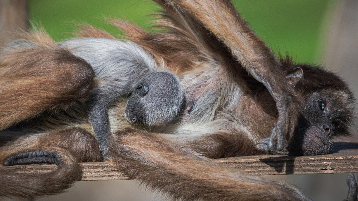 Neix al Zoo de Barcelona una mona aranya, espècie en perill d’extinció Neix al Zoo de Barcelona una mona aranya, espècie en perill d’extinció