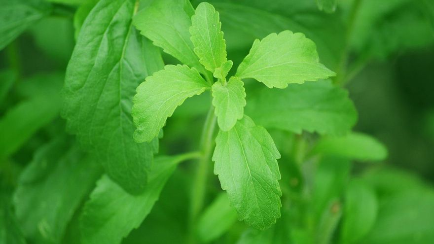Cómo cultivar estevia en casa: estos son los cuidados que necesita la planta más dulce