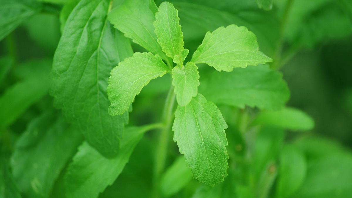Cómo cultivar stevia en casa: estos son los cuidados que necesita la planta más dulce.
